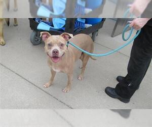 American Pit Bull Terrier-Unknown Mix Dogs for adoption in Louisville, KY, USA