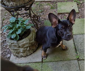 French Bulldog-Unknown Mix Dogs for adoption in Milner, GA, USA