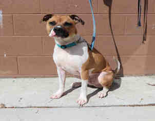 Boxer-Unknown Mix Dogs for adoption in Bowling Green, OH, USA