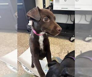 Labrador Retriever-Unknown Mix Dogs for adoption in Pueblo, CO, USA