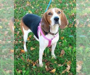 Treeing Walker Coonhound Dogs for adoption in Crystal, MN, USA