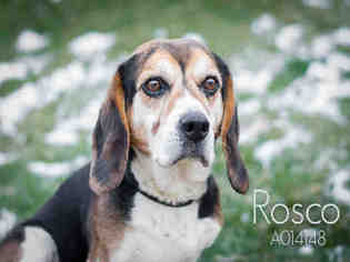 Bagle Hound Dogs for adoption in Center Township, PA, USA