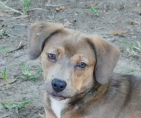 Medium Photo #1 Shepradors Puppy For Sale in Yardley, PA, USA
