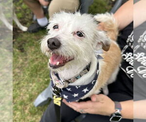 Maltese-Unknown Mix Dogs for adoption in Brooklyn Center, MN, USA