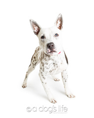 Dalmatian Dogs for adoption in Tempe, AZ, USA
