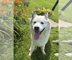 Alusky Dogs for adoption in Williamsburg, IA, USA