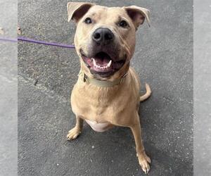 Labrador Retriever-Unknown Mix Dogs for adoption in San Antonio, TX, USA