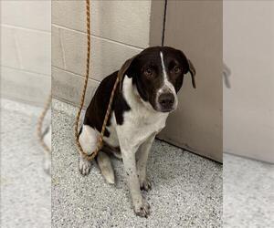 American Foxhound-German Shorthaired Pointer Mix Dogs for adoption in Conroe, TX, USA