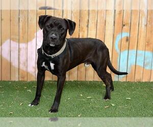 Mutt Dogs for adoption in West Valley, UT, USA
