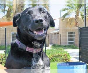 Lab-Pointer Dogs for adoption in Orange, CA, USA