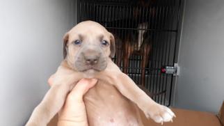 Medium Photo #2 American Pit Bull Terrier-Unknown Mix Puppy For Sale in Houston, TX, USA