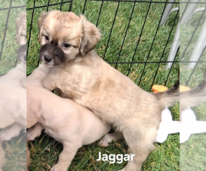 Chiweenie Dogs for adoption in San Bernardino, CA, USA