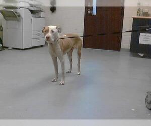 American Pit Bull Terrier-Labrador Retriever Mix Dogs for adoption in Fayetteville, NC, USA