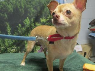 Chihuahua Dogs for adoption in Richmond, IN, USA