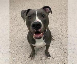 American Pit Bull Terrier Dogs for adoption in Brighton, CO, USA