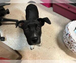 Labrador Retriever-Unknown Mix Dogs for adoption in Tulsa, OK, USA