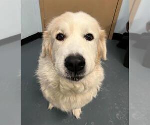 Great Pyrenees Dogs for adoption in London, Ontario, Canada