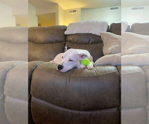 American Pit Bull Terrier Dogs for adoption in Cromwell, KY, USA