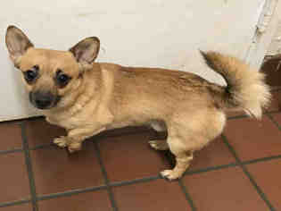 Chihuahua Dogs for adoption in Waynesville, NC, USA