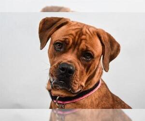 Mastiff Dogs for adoption in Fort Collins, CO, USA