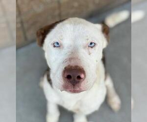 American Pit Bull Terrier-Unknown Mix Dogs for adoption in Tulsa, OK, USA