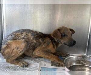 Chihuahua-Unknown Mix Dogs for adoption in Visalia, CA, USA