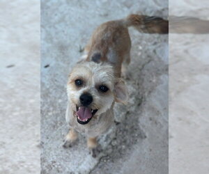 Mal-Shi Dogs for adoption in Oak Bluffs, MA, USA