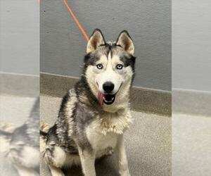 Siberian Husky-Unknown Mix Dogs for adoption in Las Vegas, NV, USA