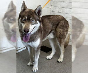 Siberian Husky Dogs for adoption in San Bernardino, CA, USA