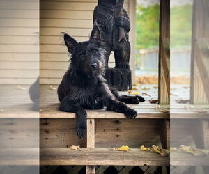 German Shepherd Dog-Unknown Mix Dogs for adoption in Gloversville, NY, USA