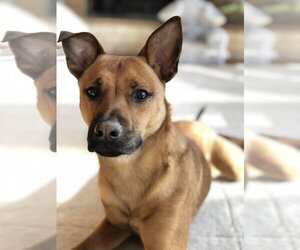 American Pit Bull Terrier-Basenji Mix Dogs for adoption in Brewster, NY, USA