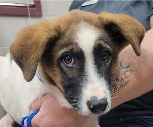 Basset Hound-Unknown Mix Dogs for adoption in Canton, CT, USA