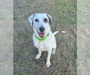 Labrador Retriever-Unknown Mix Dogs for adoption in Plymouth, MN, USA