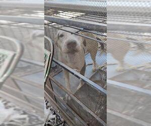 American Staffordshire Terrier-Unknown Mix Dogs for adoption in San Antonio, TX, USA