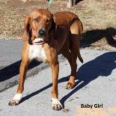 Medium Photo #1 Redbone Coonhound-Unknown Mix Puppy For Sale in Madisonville, TN, USA