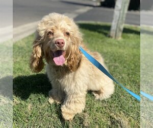 Cocker Spaniel Dogs for adoption in Modesto, CA, USA