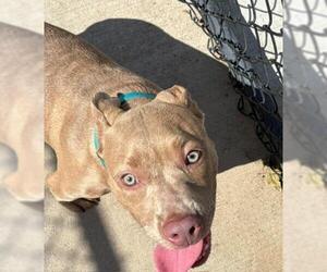 Mutt Dogs for adoption in Tulsa, OK, USA