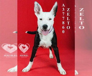 Australian Kelpie-Unknown Mix Dogs for adoption in Stockton, CA, USA