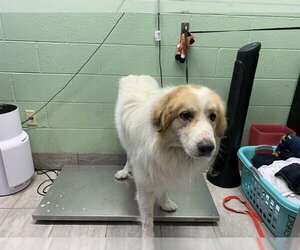 Great Pyrenees-Unknown Mix Dogs for adoption in Grand Prairie, TX, USA
