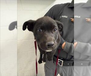 American Pit Bull Terrier-Unknown Mix Dogs for adoption in San Bernardino, CA, USA