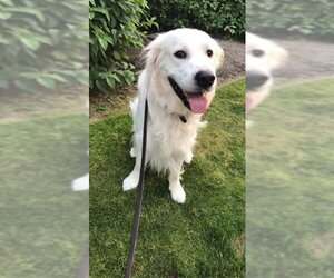 Golden Retriever Dogs for adoption in Bellevue, WA, USA