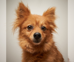 Pomeranian Dogs for adoption in Eden Prairie, MN, USA