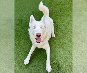 Siberian Husky-Unknown Mix Dogs for adoption in Petaluma, CA, USA