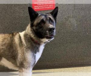 Akita Dogs for adoption in pomona, CA, USA