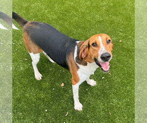 Mutt Dogs for adoption in Hilton Head, SC, USA