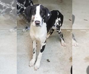 Great Dane Dogs for adoption in Lake Forest, CA, USA