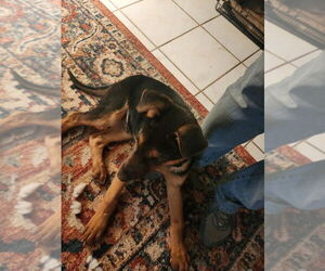 German Shepherd Dog Dogs for adoption in Modesto, CA, USA