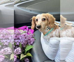 Dachshund Dogs for adoption in Fruitland, SC, USA