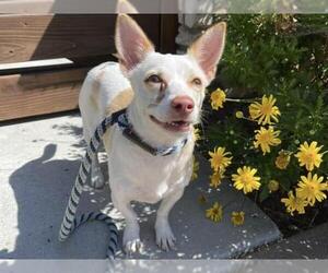Chihuahua Dogs for adoption in Santa Cruz, CA, USA