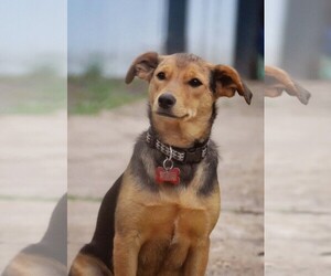 Miniature Pinscher Dogs for adoption in Decatur, GA, USA